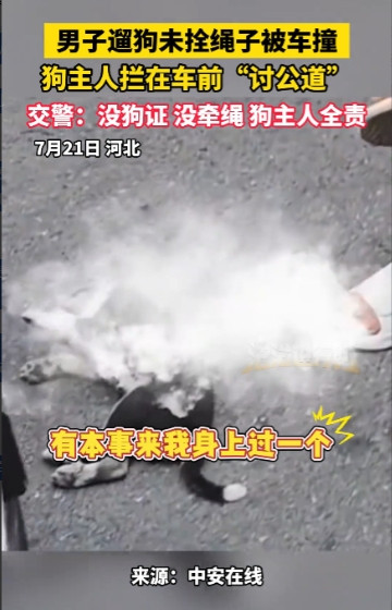 “这下后悔了吧！”7月21日，河北廊坊，一男子遛狗时不牵绳，导致小狗被过往车辆撞