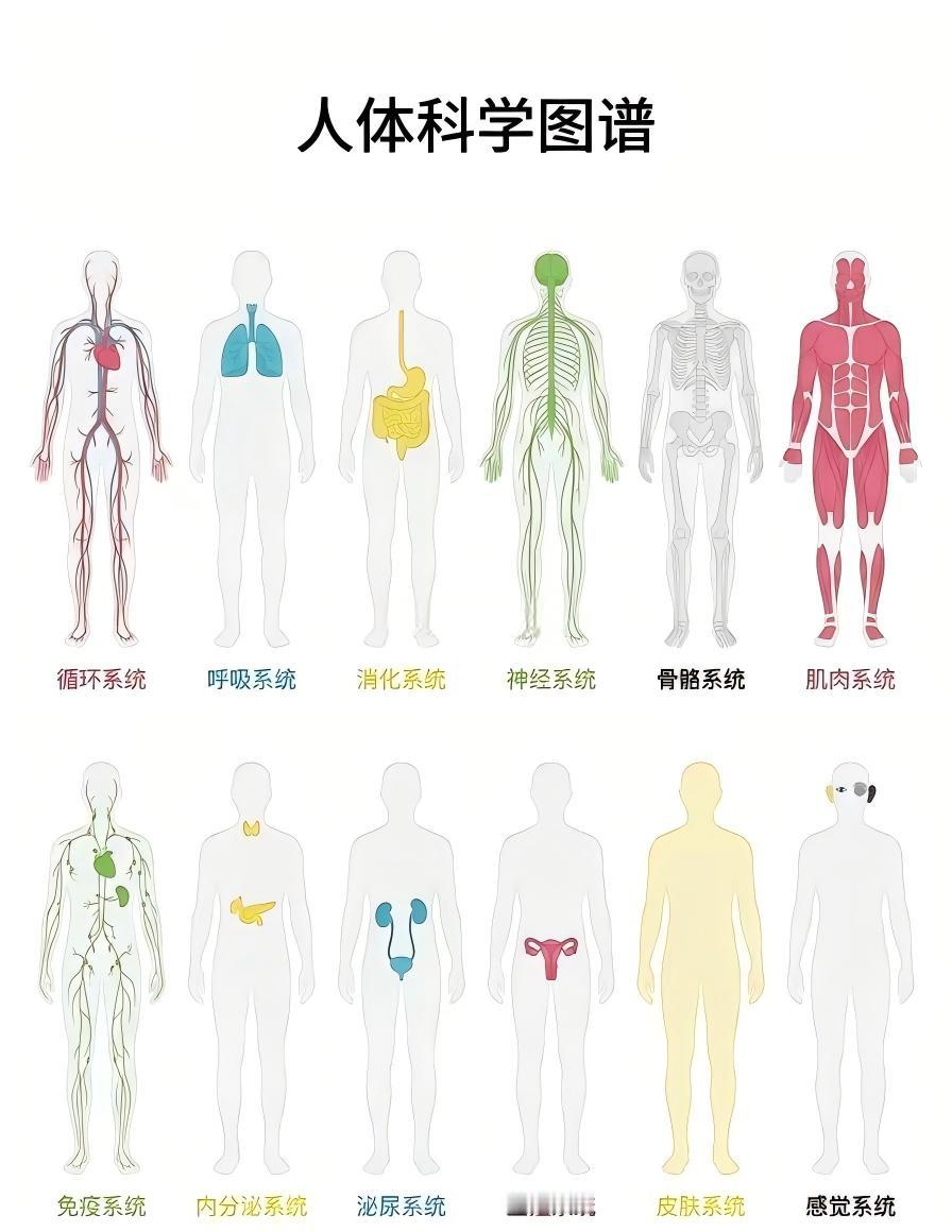 人体超全科学图谱，建议收藏！原来我们的身体藏着这么多精密构造12大系统各司