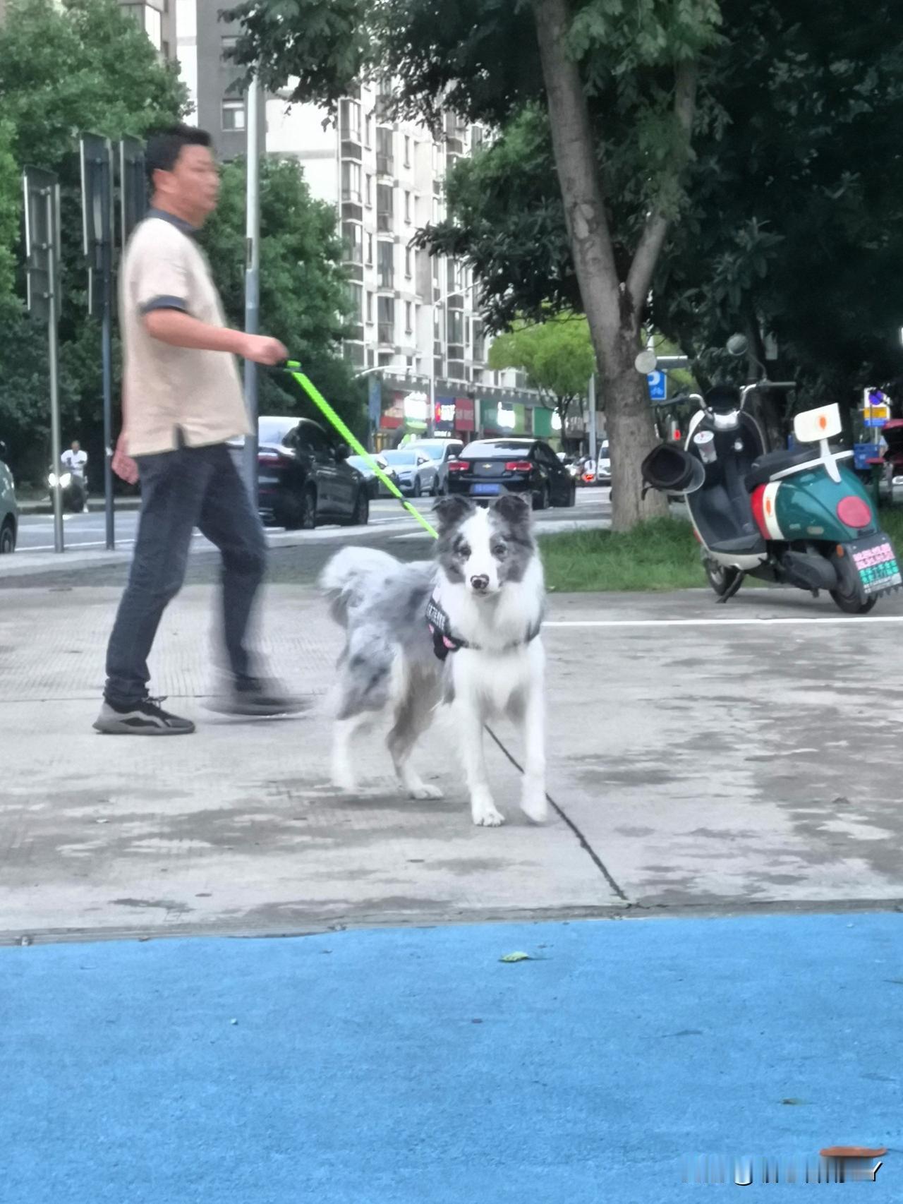 平时在监管过程中，对于遛狗不牵绳的行为就该重罚，或者暂时扣犬并曝光，让那些不牵绳