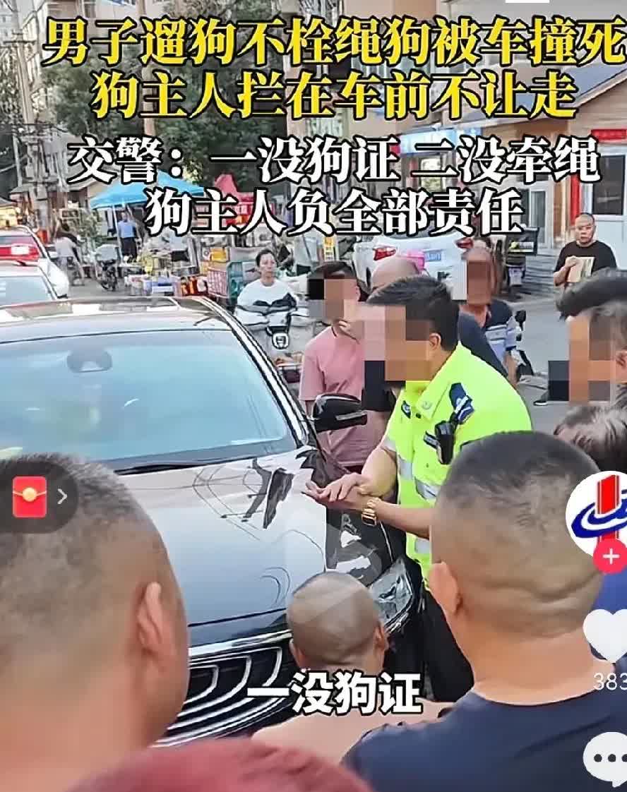 河北男子遛狗不牵绳，狗被车压死，居然让司机赔！放下狠话：我不怕你！这司机