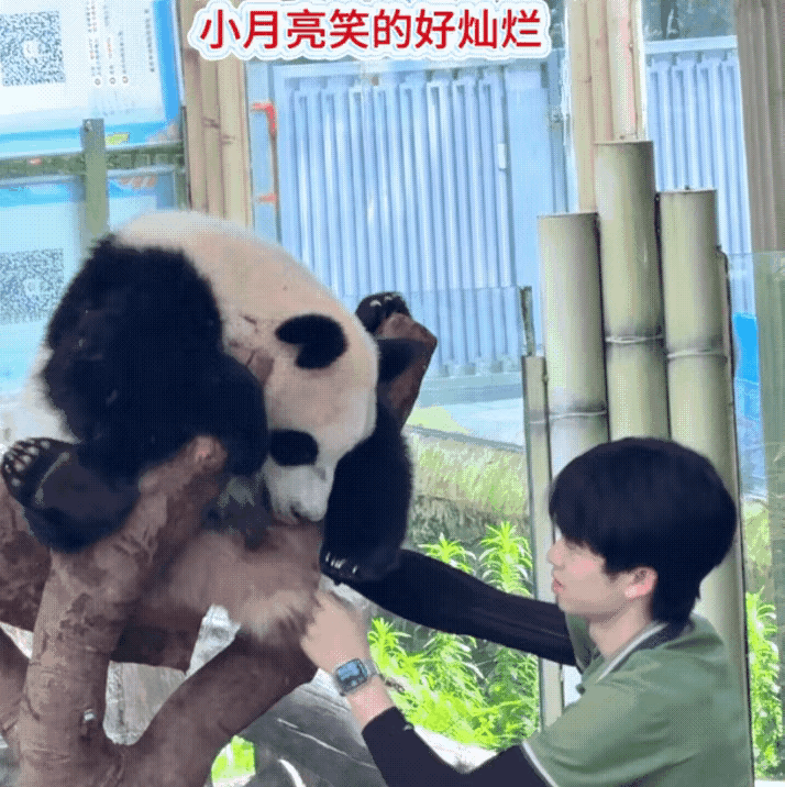小月亮是不是和苗苗奶哥天下第一好？我总觉得苗苗奶哥和小月亮是非同类的亲兄妹。小