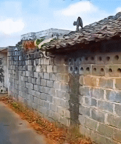 猫猫狗狗大作战