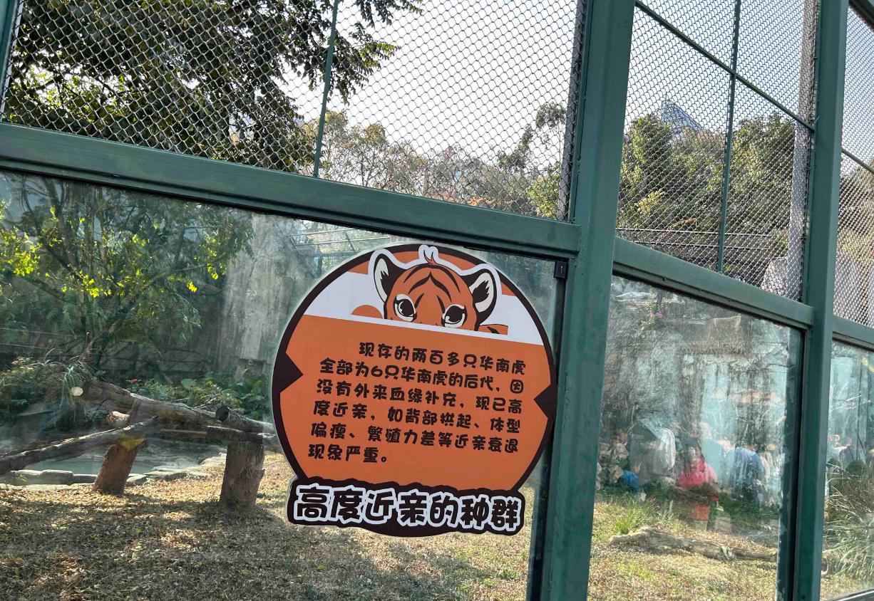 现存约247只华南虎全部是1958至1970年间捕获的6只野生华南虎的后代，由于