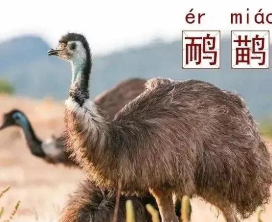 🌞颠覆认知的澳洲荒诞战争！两万只鸸鹋碾压正规军，机枪卡车惨败，最终靠吃货吃