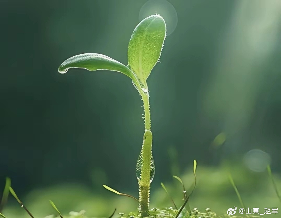 你有没有发现——中药里的名字，早就写好了它的去路：带天字的，都往上走天麻、天冬、