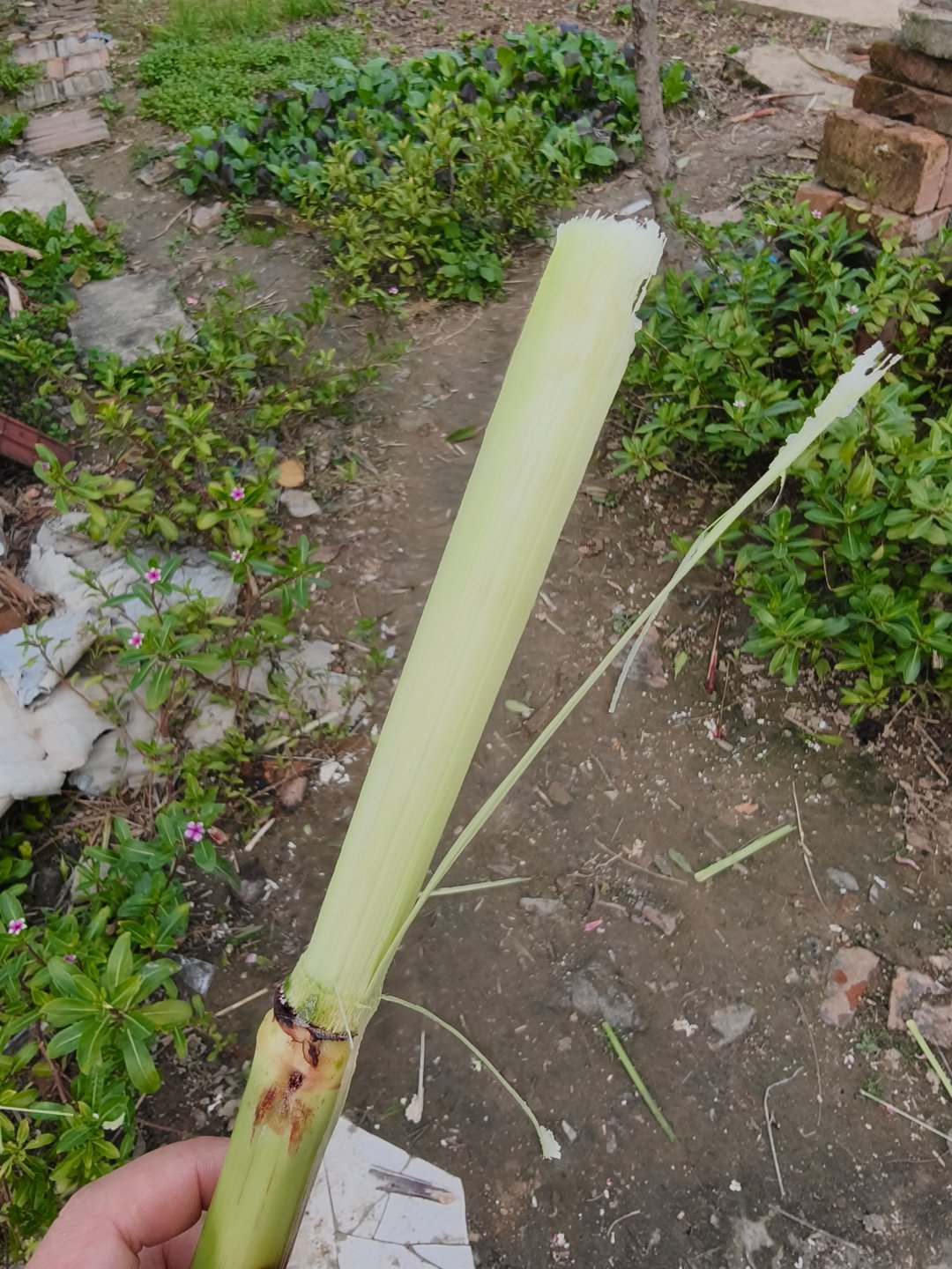 秋天把浪漫染在了黄叶上，金秋时节带着娃娃回家感受秋意，体会丰收。让他们也感受一下