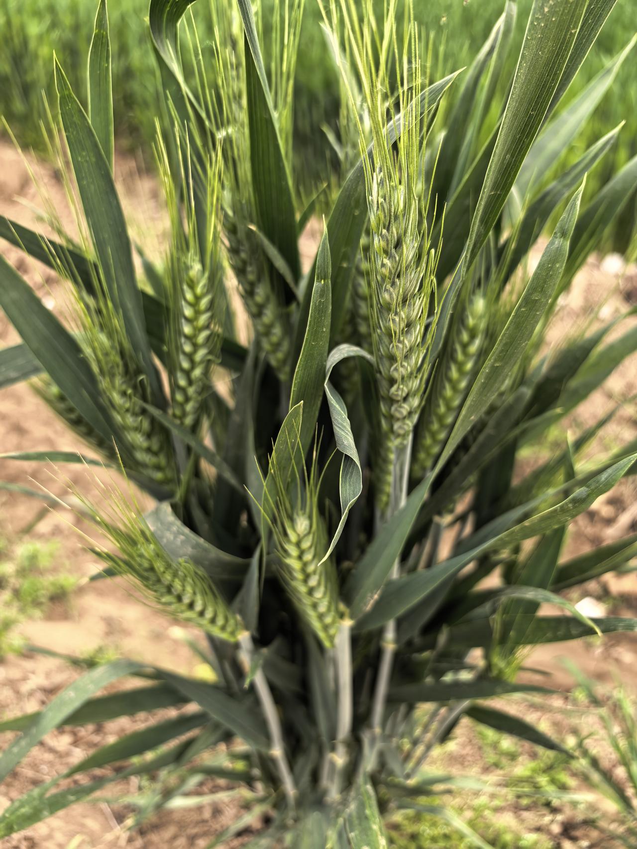 不经意间小麦都抽穗了！走在麦田感受那丰收在望的喜悦，犁耧耙耱，锄镢钗镰，从种到收