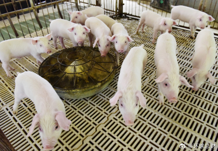 #猪肉价格跌出新低##肉类消费结构变了#【#生猪产能调控见效，猪市供需逐渐改善#