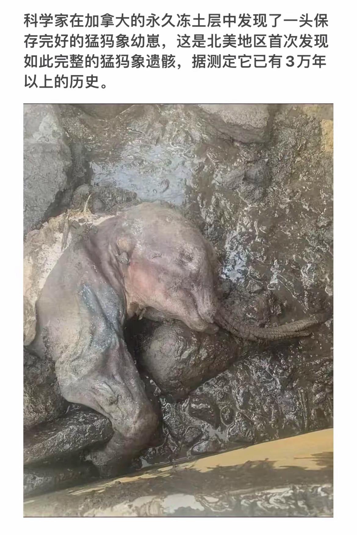 加拿大发现3万年猛犸象幼崽遗骸，震撼考古新发现！