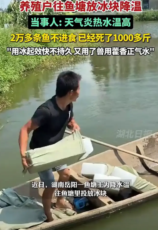 养殖户往鱼塘放冰块降温。当事人：天气炎热水温高，2万多条鱼不进食已经死了1000
