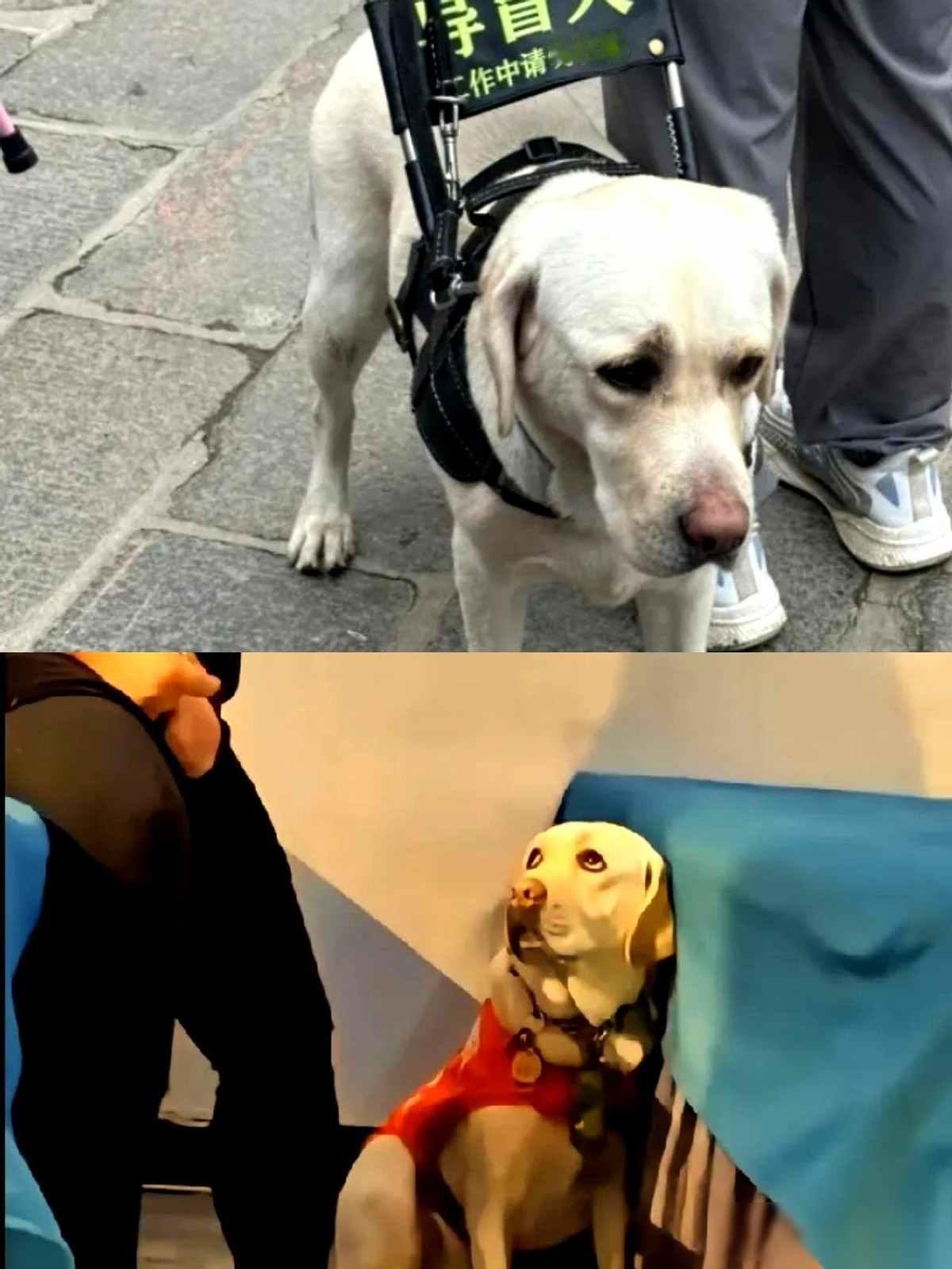 导盲犬该是主人的眼睛，可那狗总在看主人脸色，连喘气都小心翼翼，才两岁多的拉布拉多