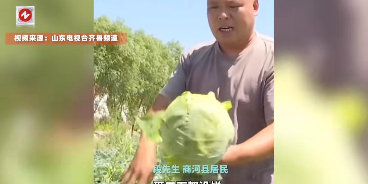 “严查到底！”近日，山东济南，一位农民花了几百元购买了一批甘蓝菜苗，当初说好了是