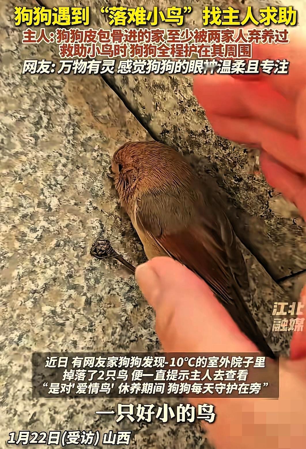 谁能拒绝这样的温柔！山西女子家被两任主人抛弃的狗狗，竟在零下10度的寒冬，拼命