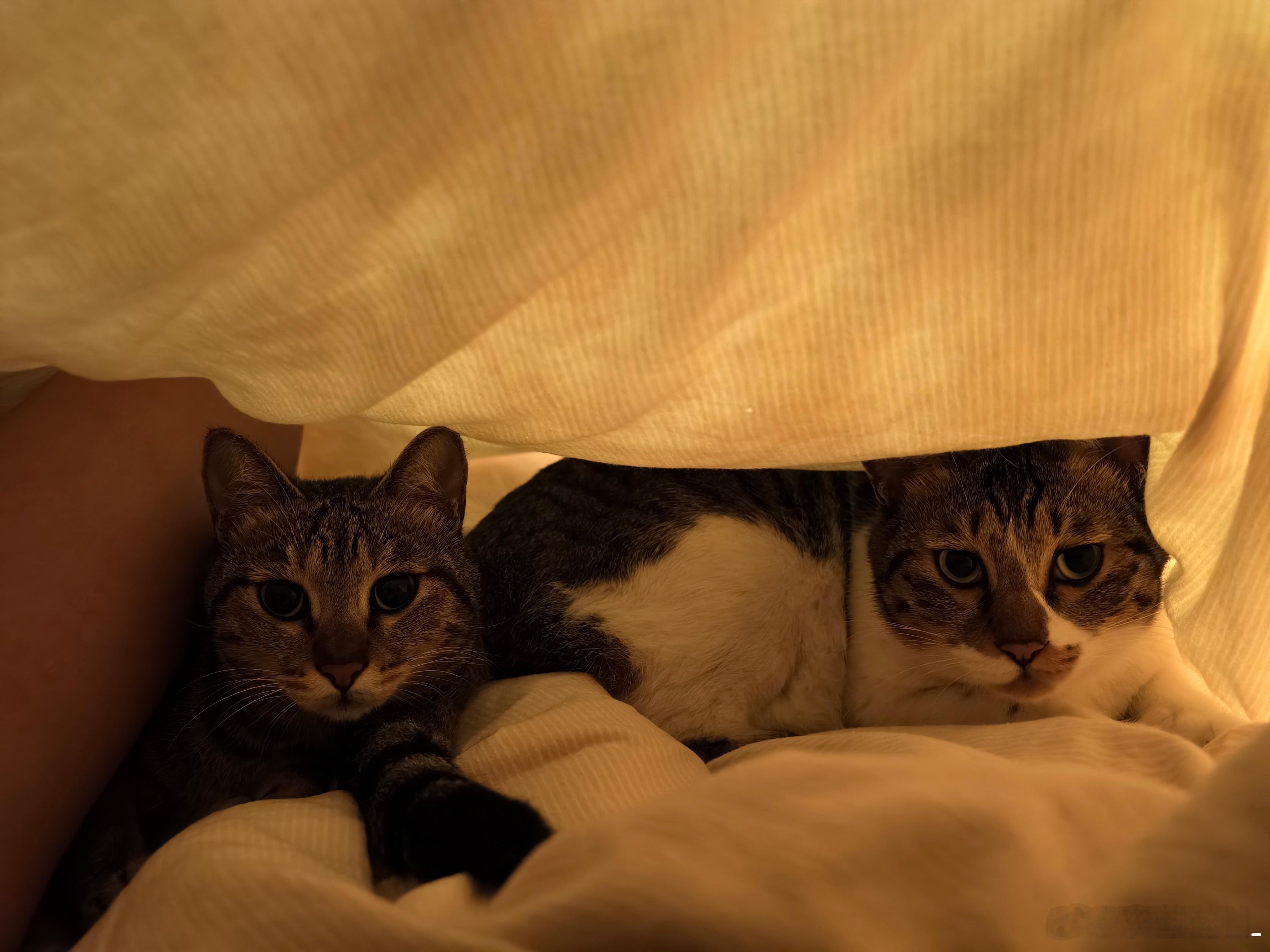 天气凉快了，谁的被窝里没有小可爱呢？！萌宠​​​