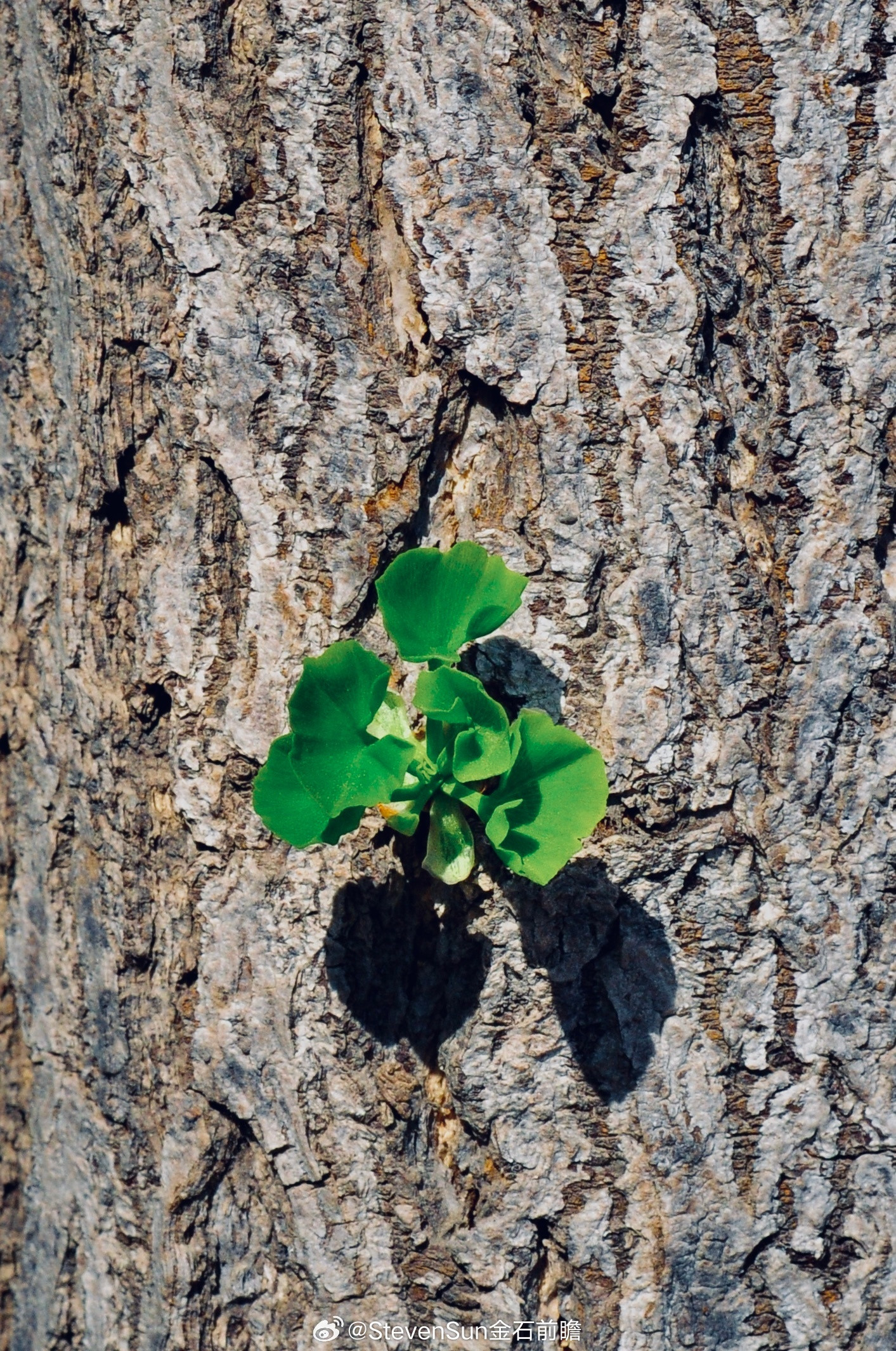 行情里，有人做多，有人做空。无论多空，本质上都可以盈利，关键不在方向，而在你怎么