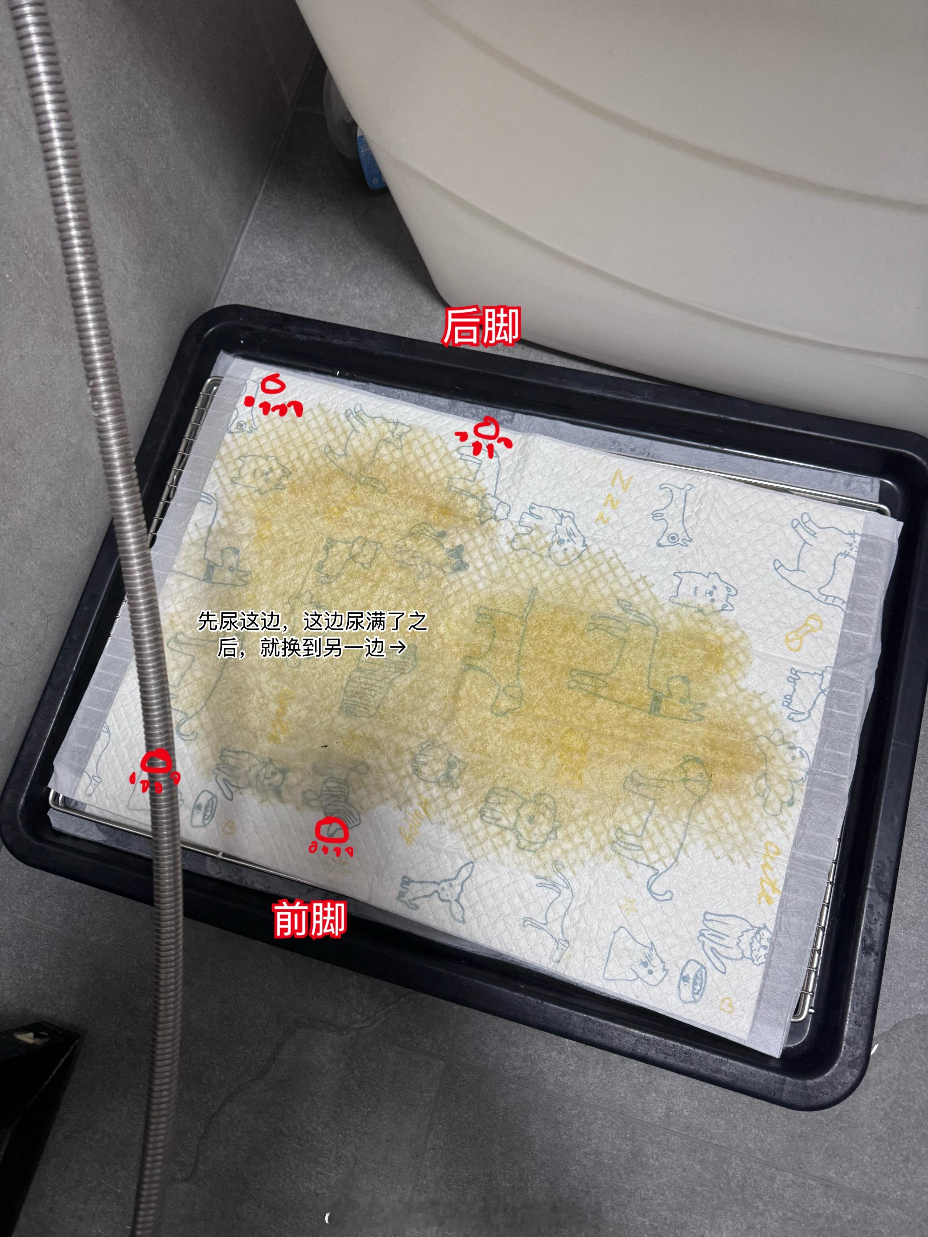 狗狗真的是一天一天越来越聪明的，一开始狗上厕所的时候是东一泡西一泡的，基本上尿了