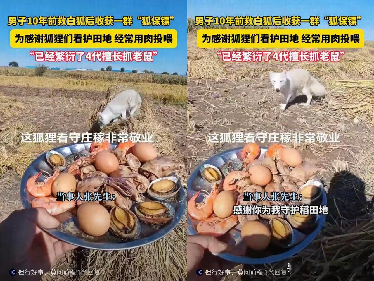 “好人有好报”2014年，黑龙江五常张先生在山上救了两只受伤的白狐。伤愈后，
