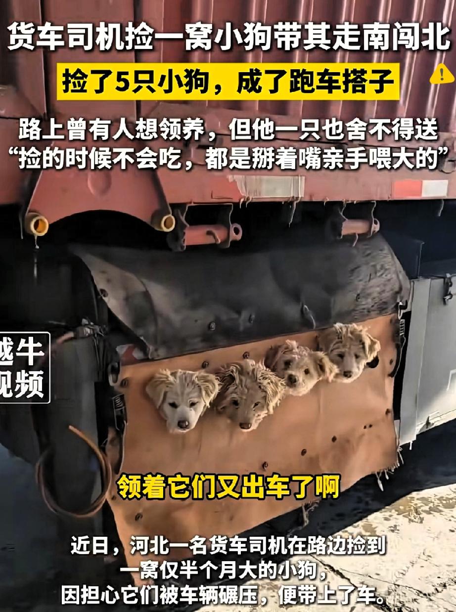 谁说善良不能双向奔赴？山东烟台货车司机路边捡到半大的流浪小狗，怕它们被车碾压