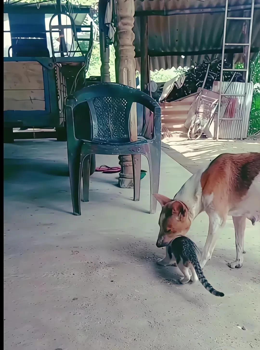 小猫咪还没有断奶的时候，猫妈妈就去了喵星，恰好家里的狗狗正在哺乳期，小奶猫就吃着
