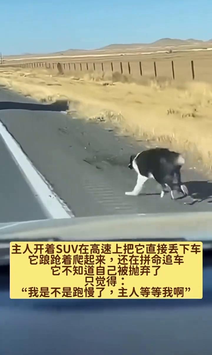 在狗狗的世界里没有"遗弃"这个词，只有"我跟丢了"。被丢在高速上的小狗，它还在