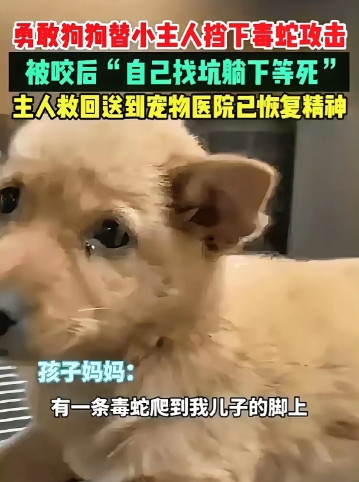 有位女士养的土狗为了救她儿子，不幸被毒蛇咬伤，去医院治疗费用得好几千块钱
