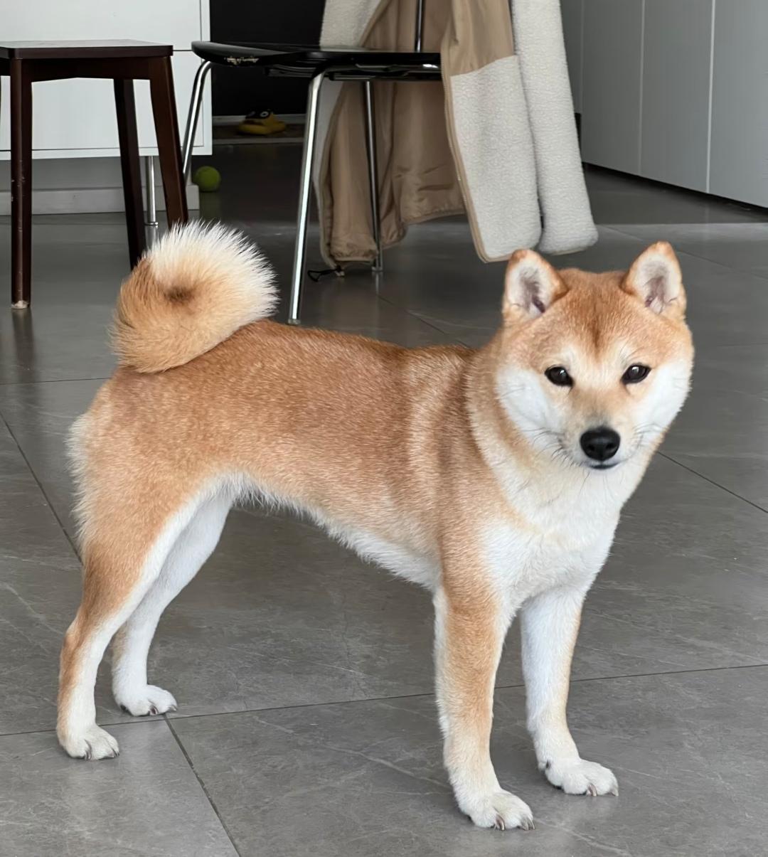 一只养了4年、顿顿吃进口罐头的40斤柴犬，就因为主人出差回家先抱了猫没理它，转头