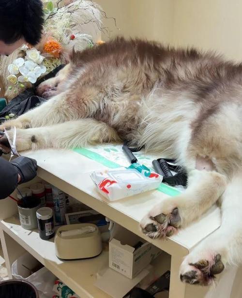 江苏王女士养了7年的百斤阿拉斯加犬托卜，近8个月咬人3次，此次竟将70岁父亲咬进