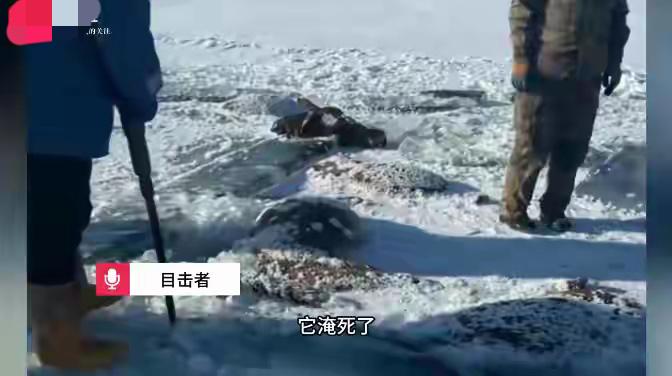 黑龙江水库冰面下竟冻住13匹马！听说马群扎堆喝水，冰面像脆饼干一样碎了，扑通全掉