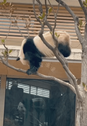 熊猫：今天中秋了呀，为什么还不给我很多很多竹子？