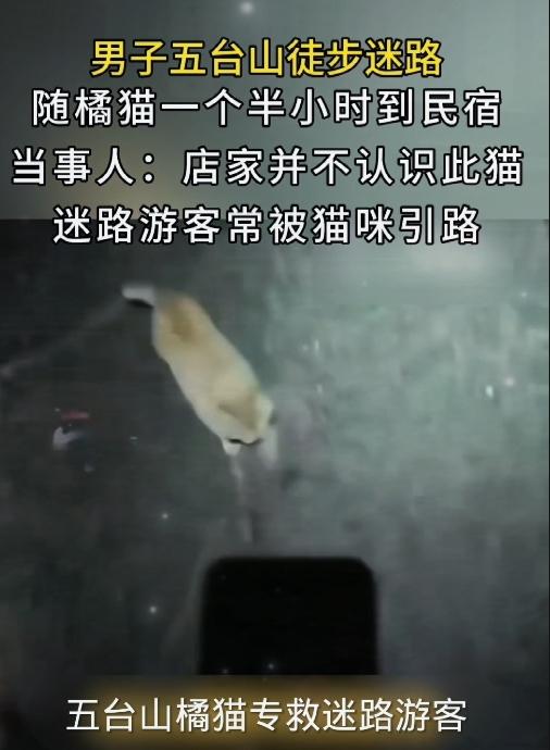 万物有灵！五台山橘猫深夜引路，救下六名迷路徒步客内容取材于网络深山深夜迷