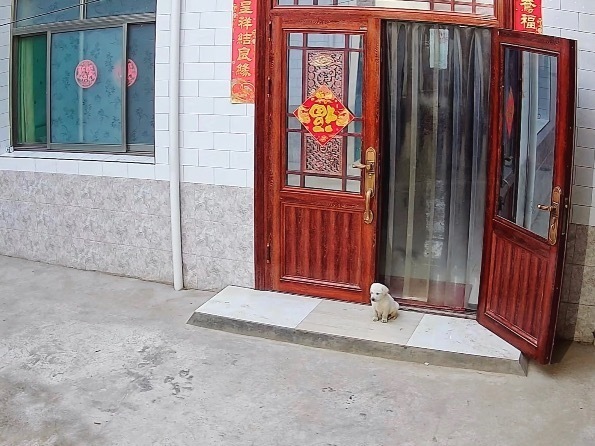 两个月大的小狗一本正经的看门了