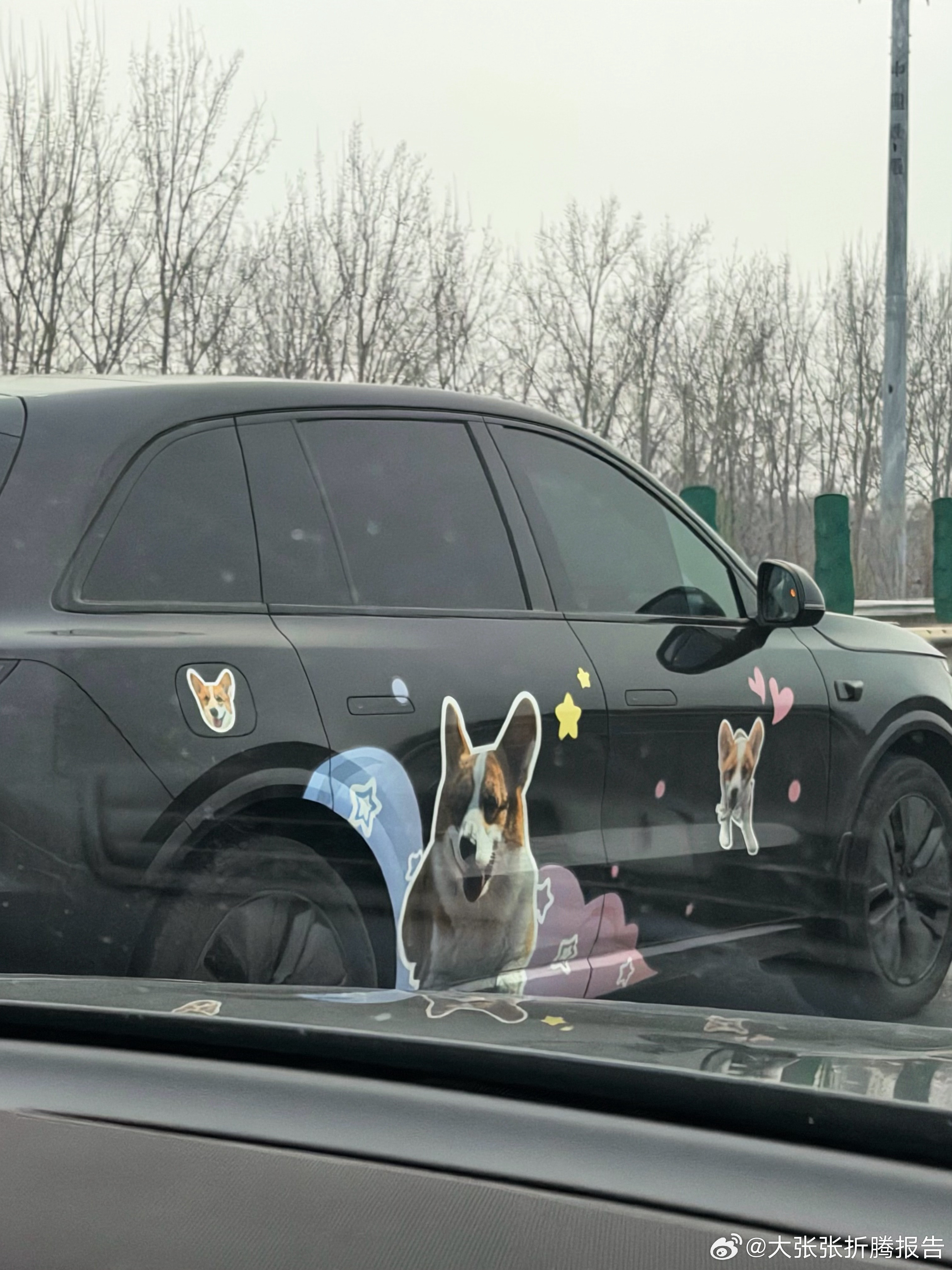 遇到一辆小狗痛车，可爱捏想看看你们都养的什么毛孩子