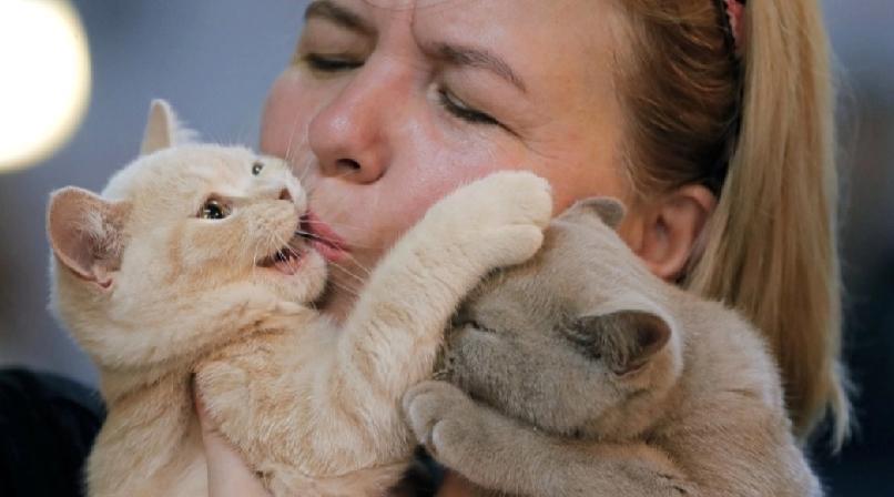 瑞典立法：养猫需每日互动两次违者或罚钱监禁。猫咪常被认为独