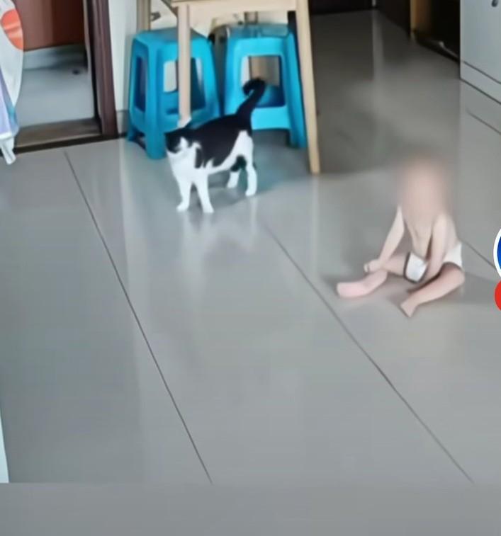 猫咪在家里兴奋的“蹦迪”，结果不慎把宝宝撞到了。妈妈听到后赶紧跑过来抱起宝宝。