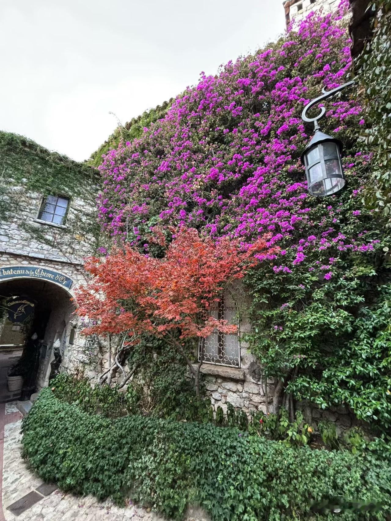 石墙裹着浓绿藤蔓，泼泼洒洒的紫花像揉碎的晚霞，把建筑晕成浪漫的色块。檐角悬着复古