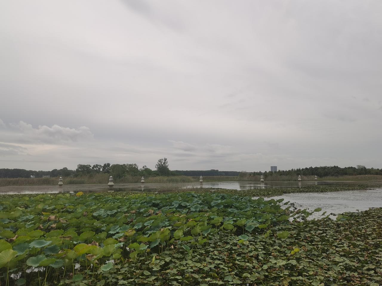 随手拍的荷塘风景
