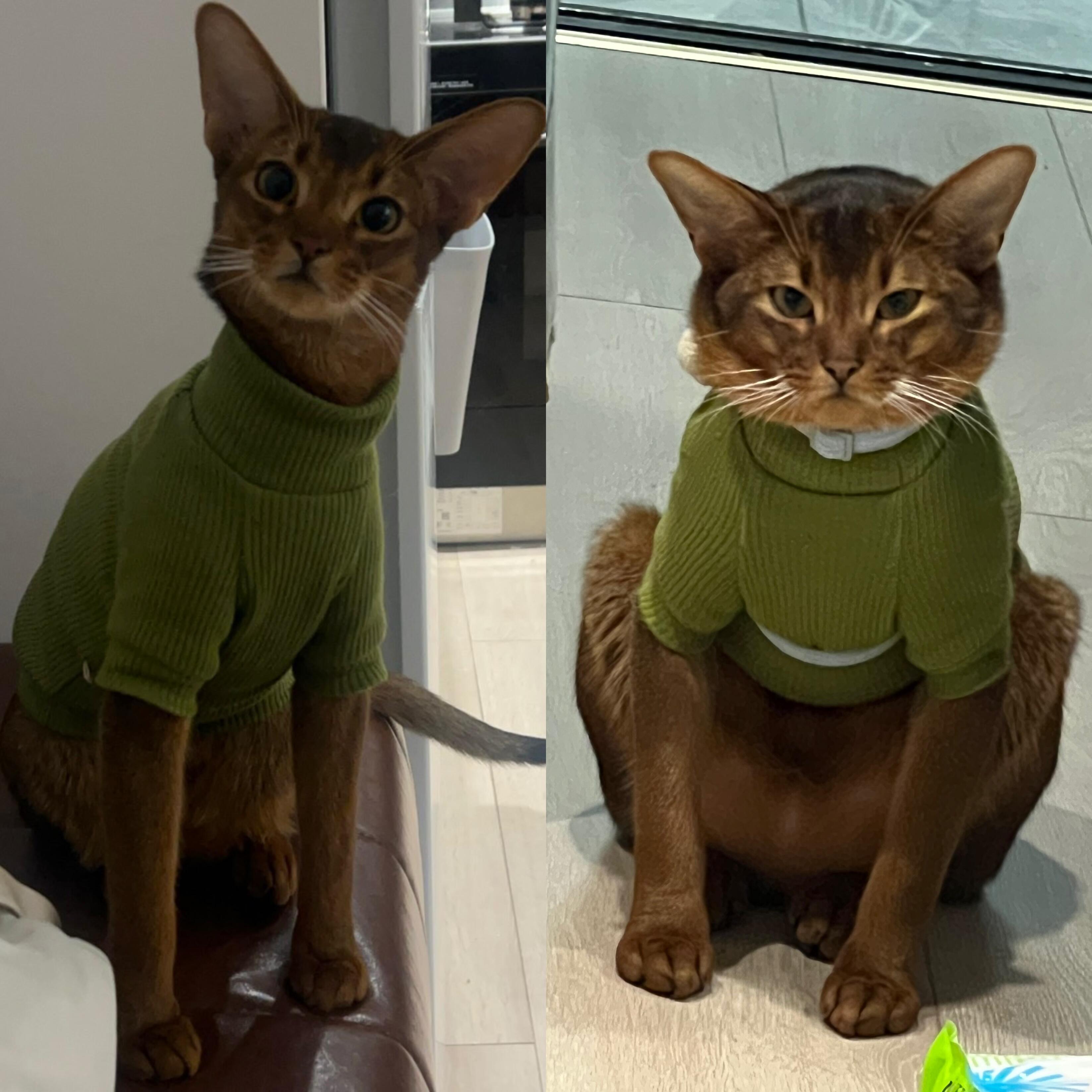 小猫花期这么短的吗​​​