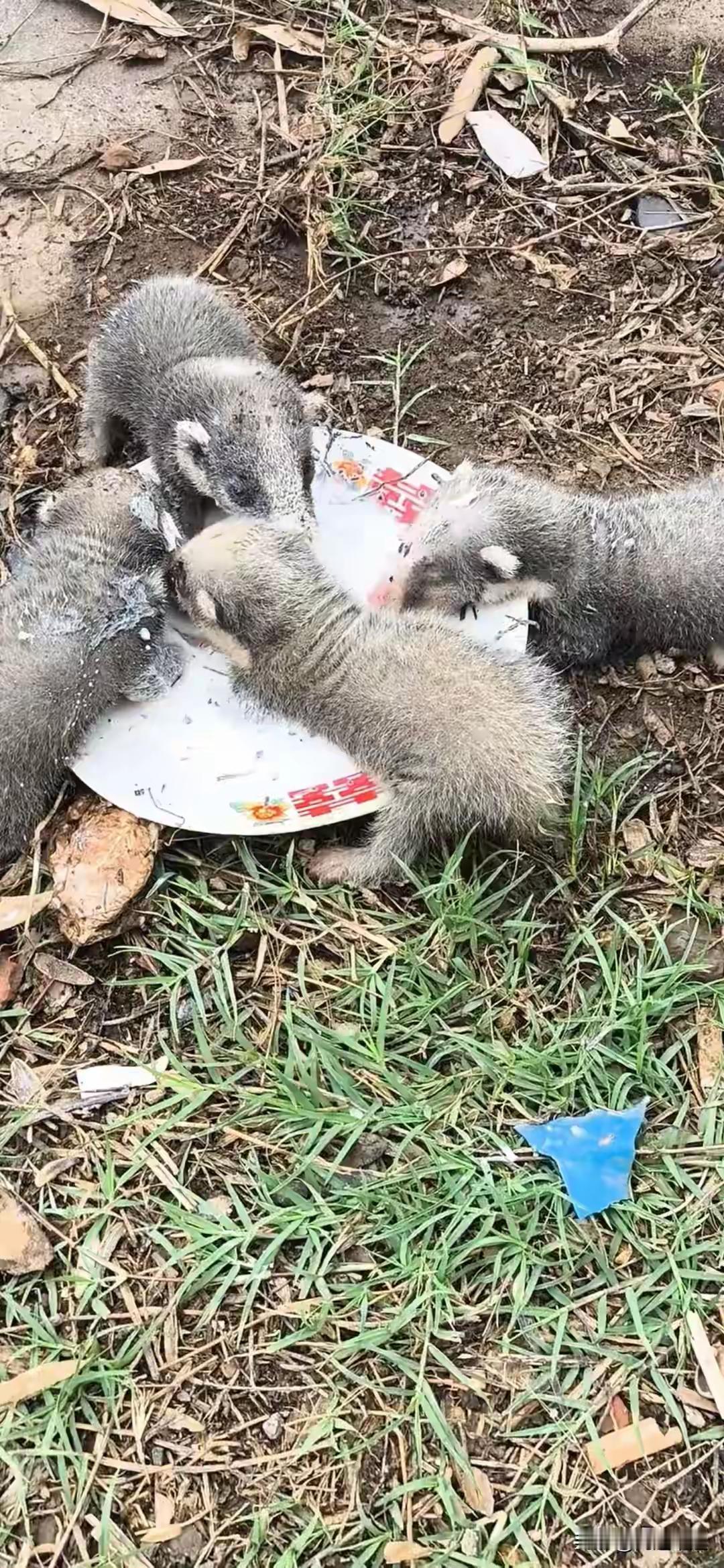 前几天自贡女子在自家责任地看油菜是不是被风吹倒了在不经意间见到一窝动物崽崽，没