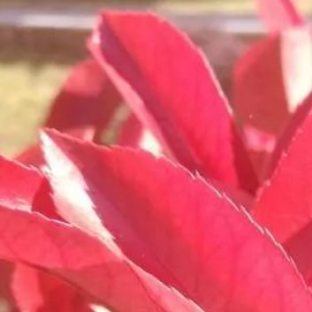种植🍂红叶石楠的种植和养护方法一、红叶石楠的种植方法1.选择合适的种植地点