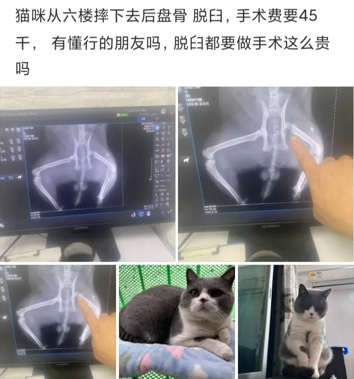 猫咪做个手术，真有这么贵吗？
