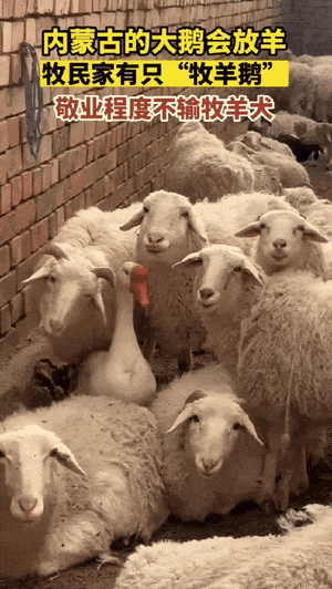 “太有灵性了”内蒙古，一牧民家养了只大鹅，准备冬天炖着吃，没想到大鹅为了改变命运