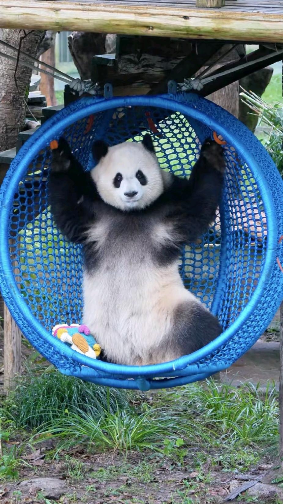 天天说我们渝爱腿短，腿短又怎么样？攀爬这块，它照样能解锁。这不，昨天美的给送