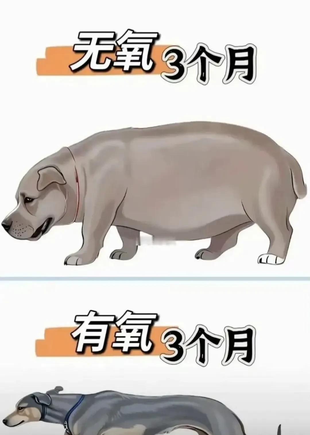 到现在也分不清有氧和无氧运动[doge]