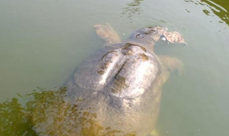 1994年5月28日清晨，江苏盐城射阳，在射阳河上千秋大桥建设工地现场，早起施工