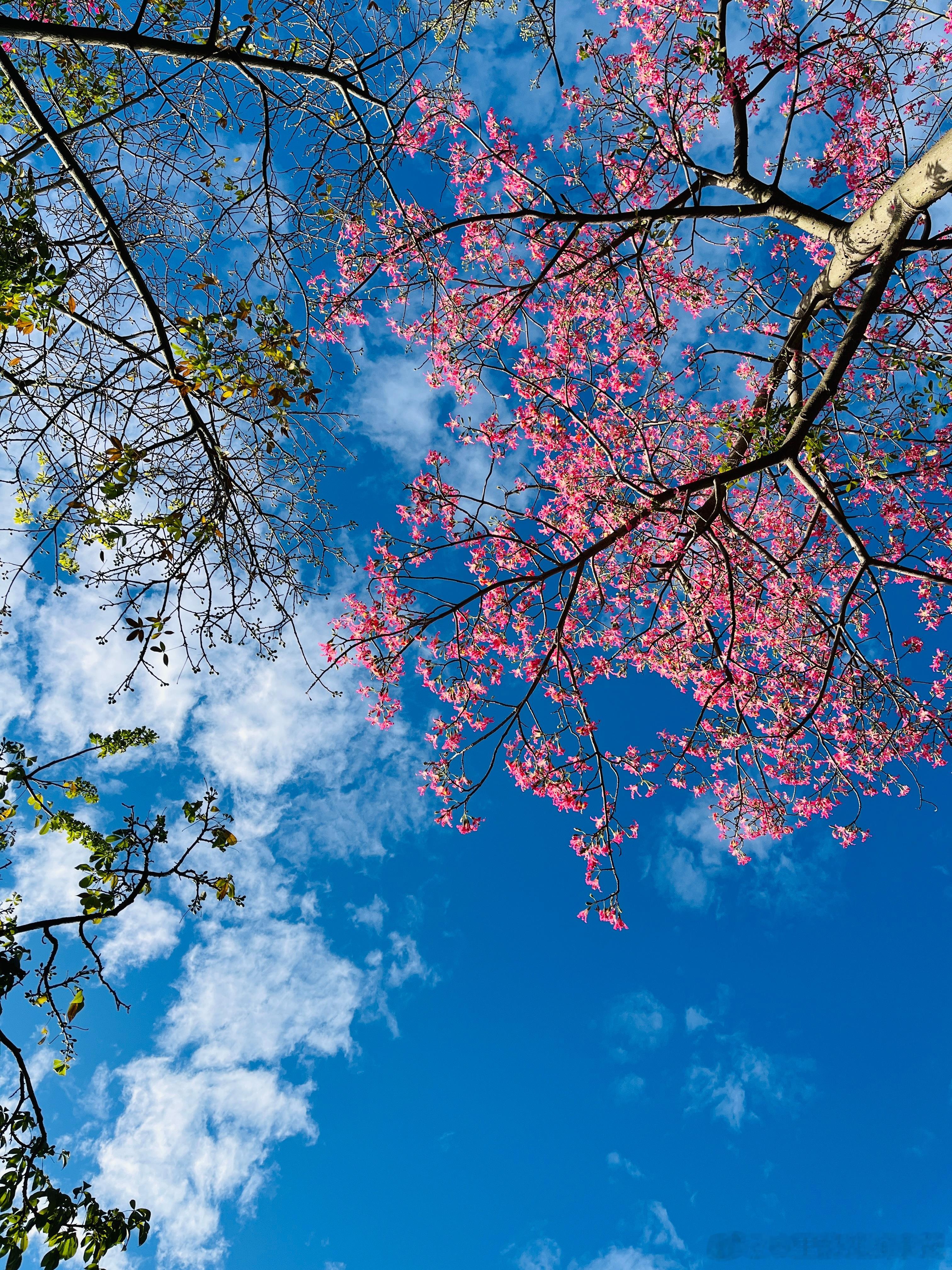 周末的广州街头，是异木棉的天下。漫步大街小巷，粉红的花簇在蓝天映衬下肆意绽放，把