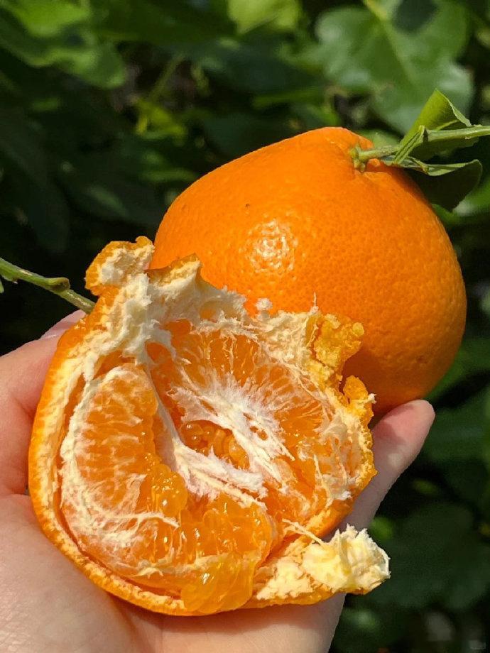 耙耙柑粑粑柑傻傻分不清楚粑粑柑是错误的读法，但是很多卖耙耙柑的宣传语都搞成了粑粑