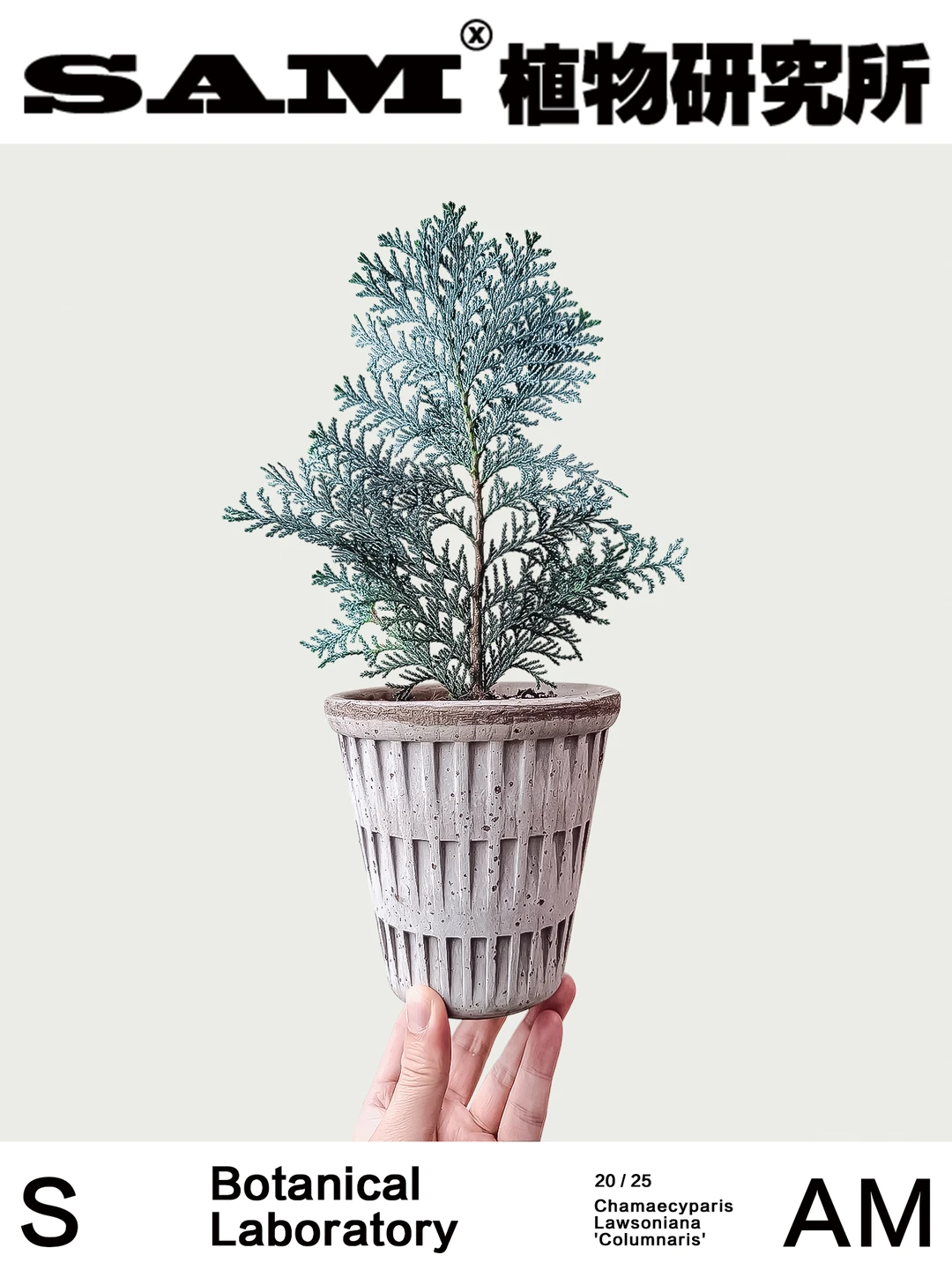 科伦奈尔蓝扁柏｜Chamaecyparis Lawsoniana