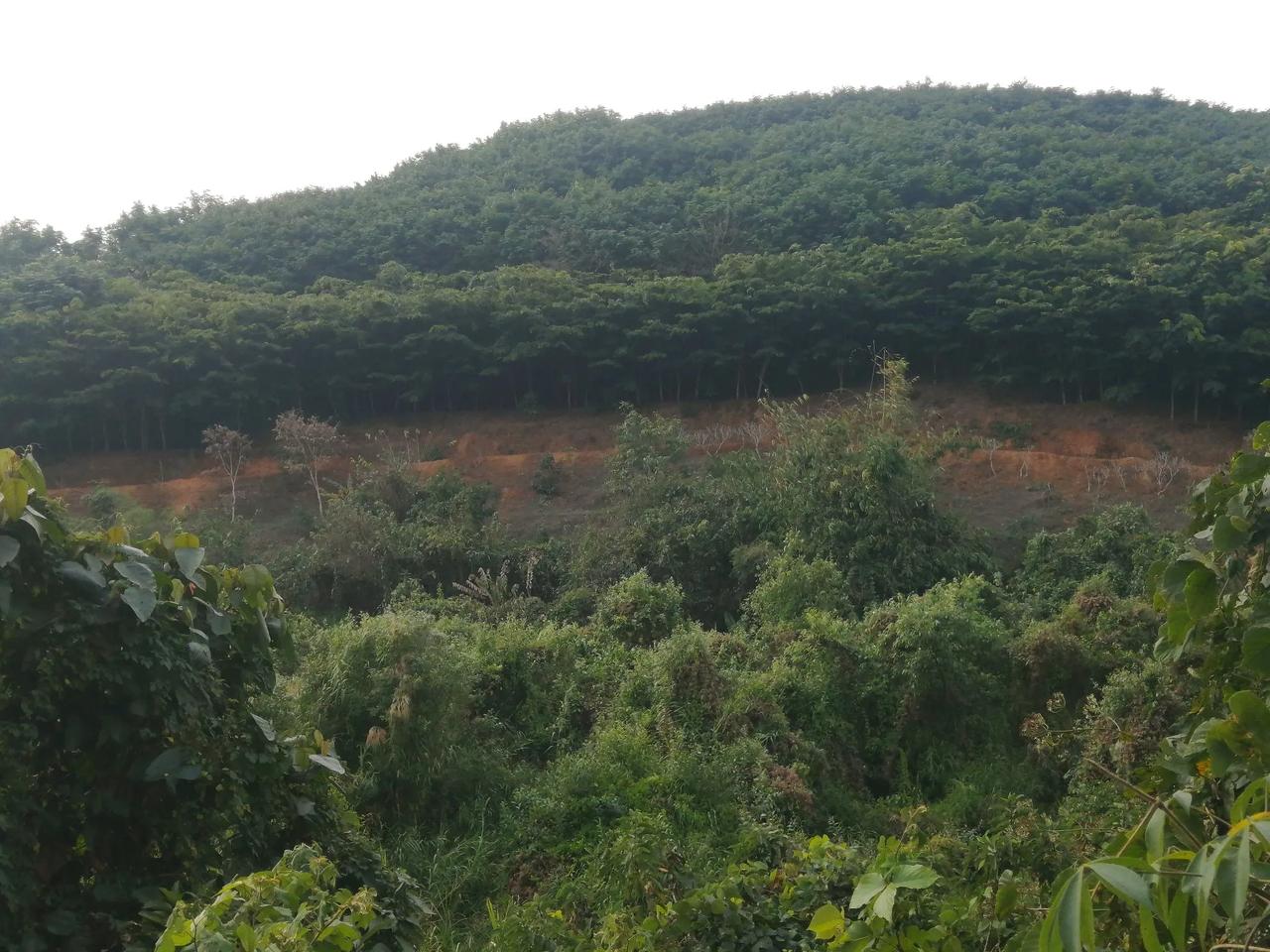 我今天去爬山了，这座山位于景洪市西双曼湖小区的对面。有一条水泥路一直通往山上。山