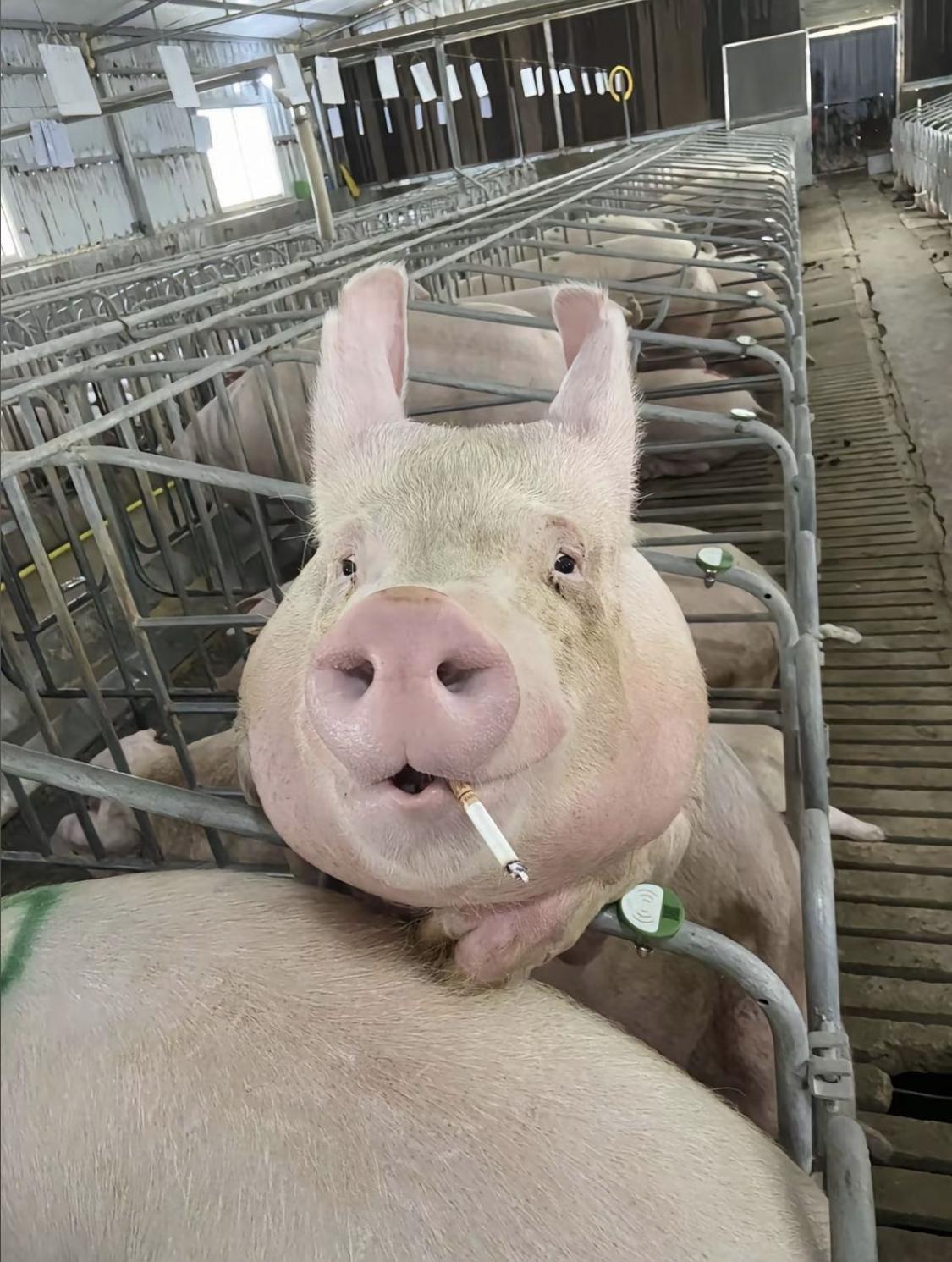 小时候一锅炖肉香飘半街，如今菜市场买的肉怎么做都发柴、一股水腥味。以为是嘴变刁了