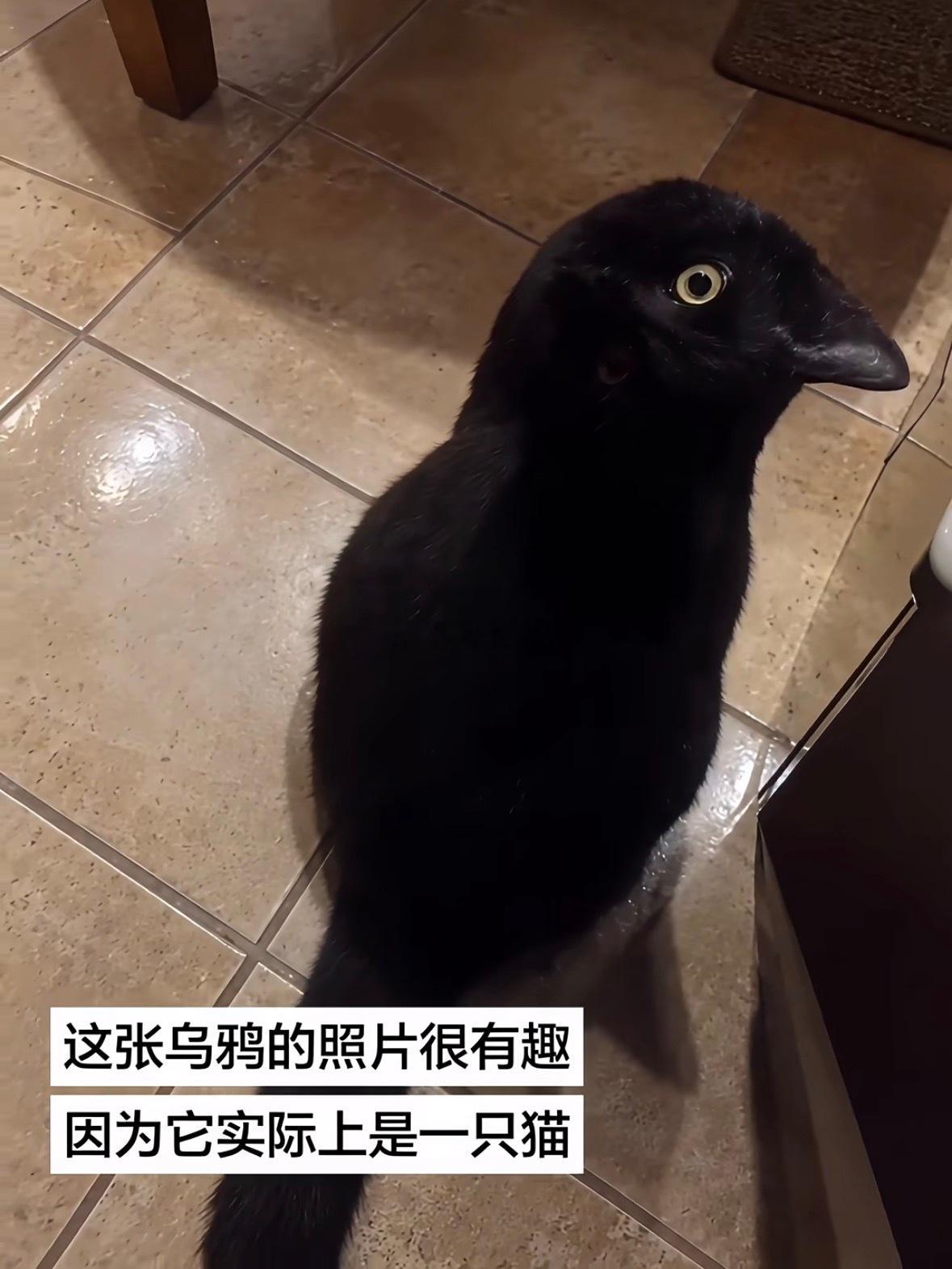 这是一只叫黑糖的猫咪​​​